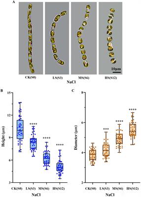 Transcriptomic analysis reveals the mechanism underlying salinity-induced morphological changes in Skeletonema subsalsum